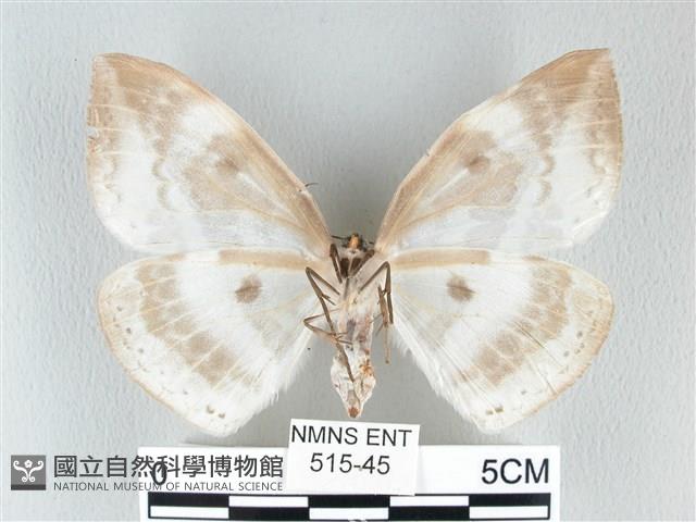 圓翅大鉤蛾藏品圖，第2張