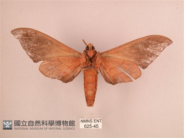 直翅六點天蛾藏品圖，第2張