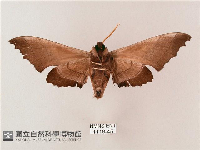 齒翅三線天蛾藏品圖，第2張