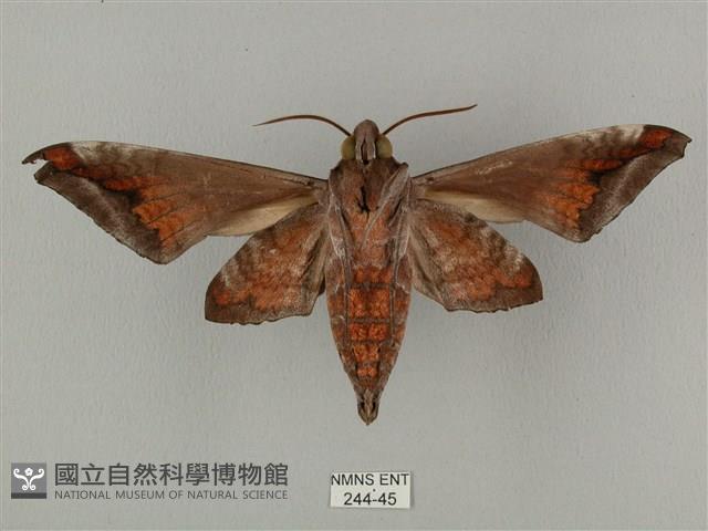 全緣缺角天蛾藏品圖，第2張