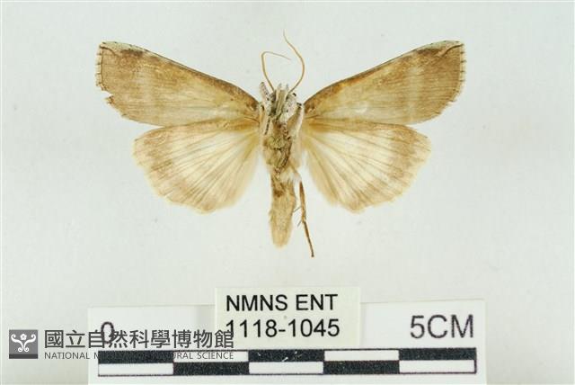 臺洒波紋蛾藏品圖，第2張