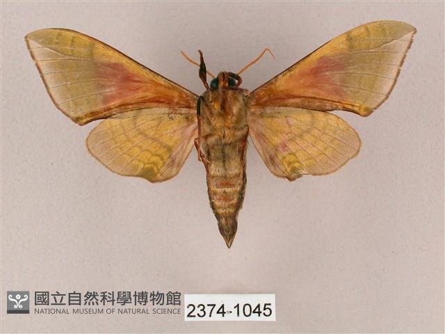 榆綠天蛾藏品圖，第2張