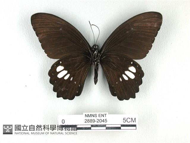 無尾白紋鳳蝶藏品圖，第2張