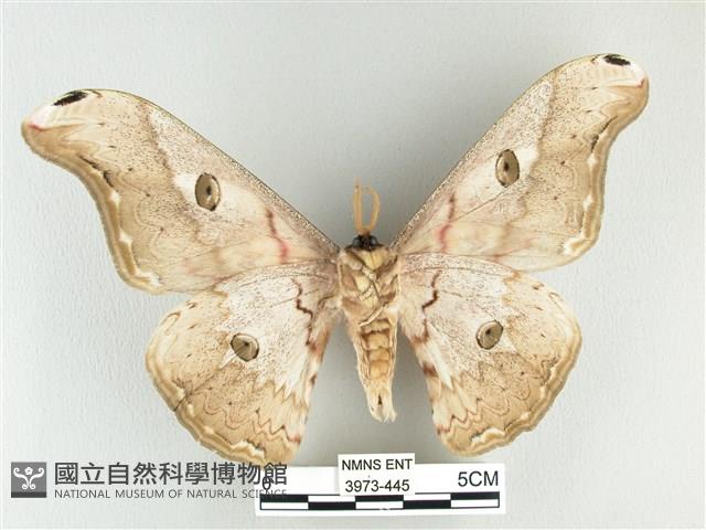 大綠目天蠶蛾藏品圖，第2張