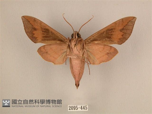 背中白天蛾藏品圖，第2張