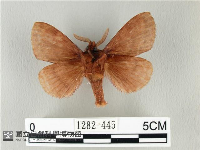 馬尾松枯葉蛾藏品圖，第2張