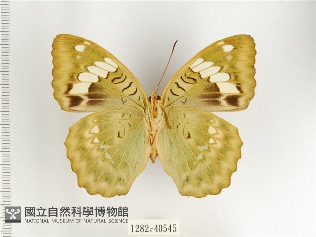 甲仙翠蛺蝶藏品圖，第2張