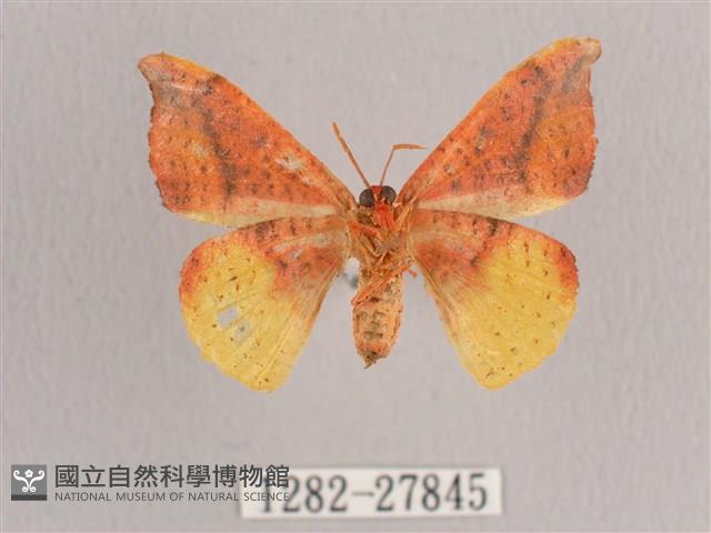 接骨木帶鉤蛾藏品圖，第2張