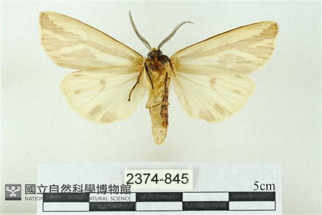 赭新污燈蛾藏品圖，第2張