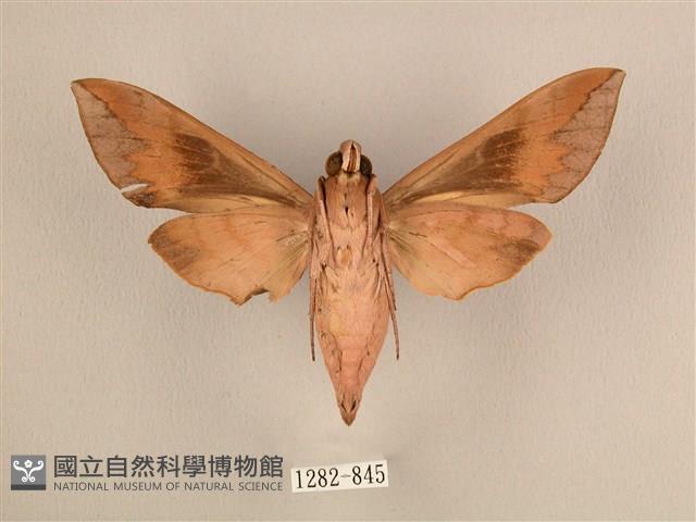 背中白天蛾藏品圖，第2張