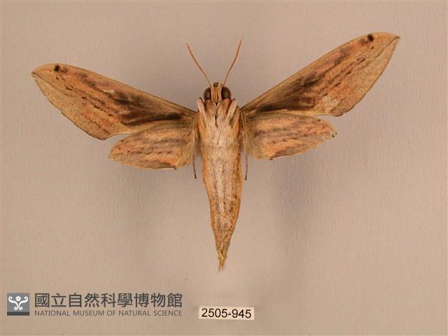 棕綠背線天蛾藏品圖，第2張