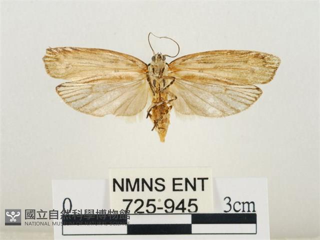 線紋篩蛾藏品圖，第2張