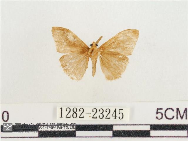 小白紋毒蛾藏品圖，第2張