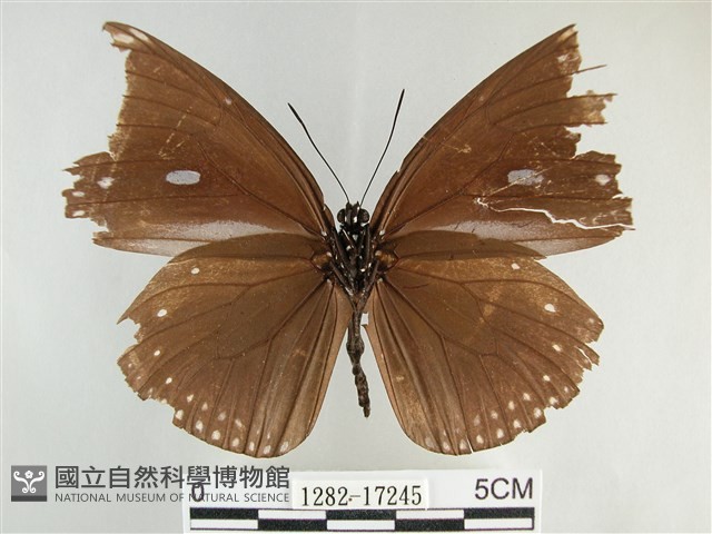 圓翅紫斑蝶藏品圖，第2張