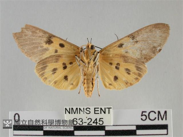 一點擬燈蛾藏品圖，第2張