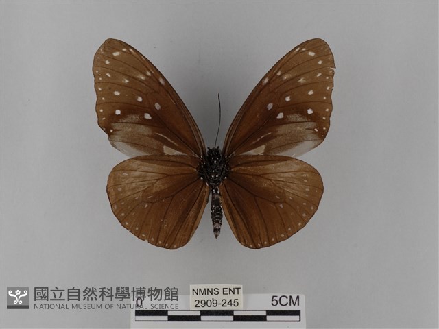 異紋紫斑蝶藏品圖，第2張