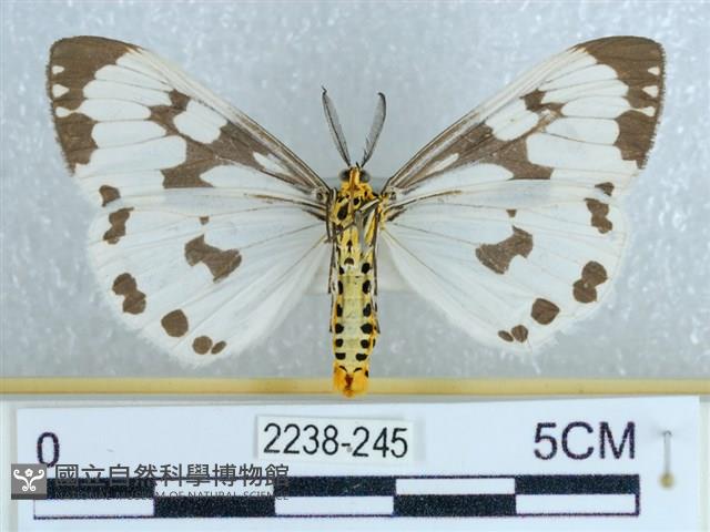粉蝶燈蛾藏品圖，第2張