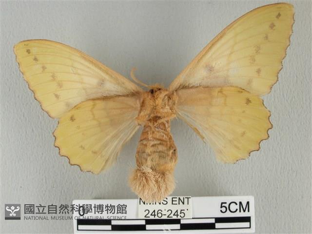 青枯葉蛾藏品圖，第2張