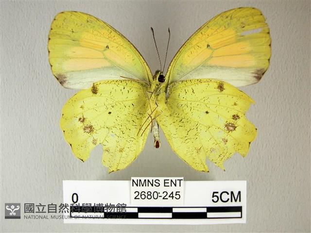 異粉蝶、雌白黃蝶藏品圖，第2張
