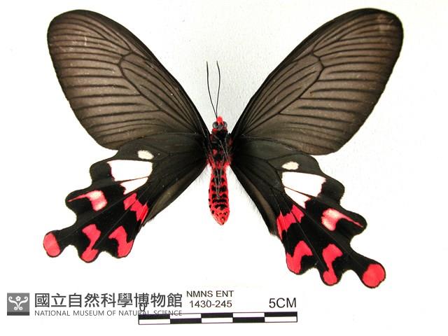 多姿麝鳳蝶藏品圖，第2張