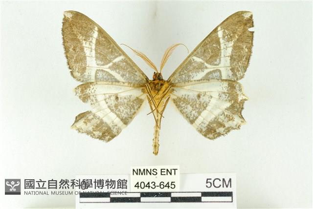 樹形尺蛾藏品圖，第2張