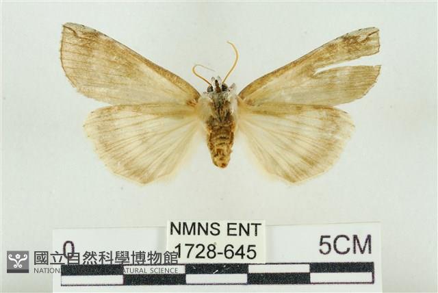 臺洒波紋蛾藏品圖，第2張