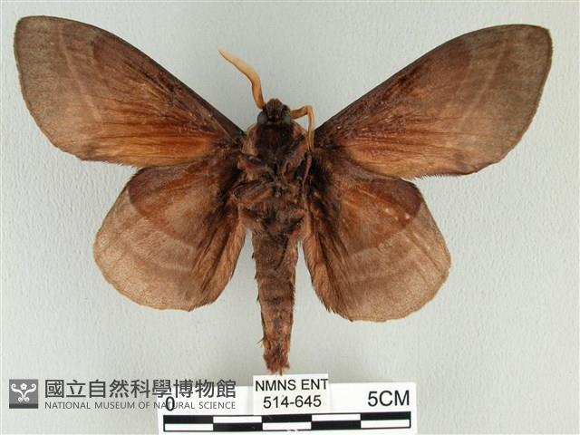 松大毛蟲藏品圖，第2張