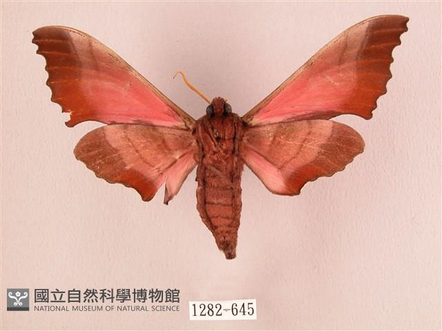 桃紅六點天蛾藏品圖，第2張