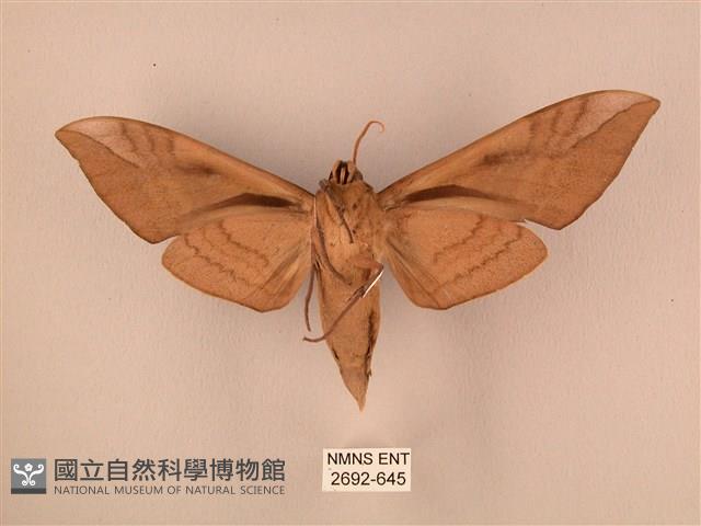 波紋豆天蛾藏品圖，第2張