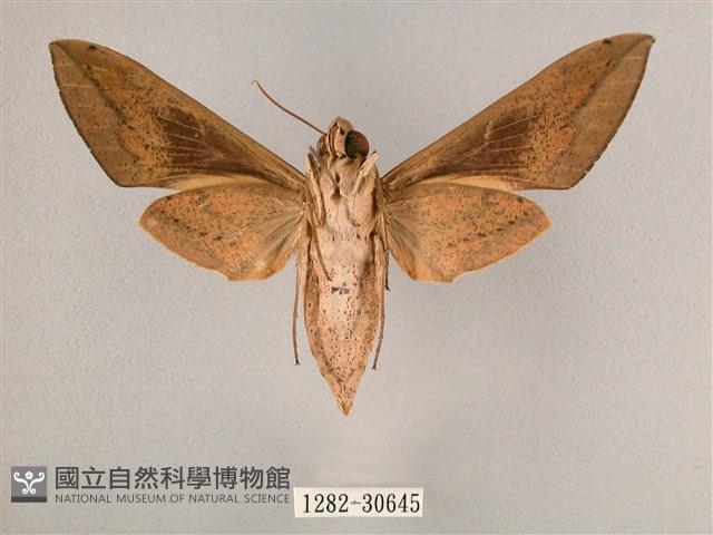 背帶斜紋天蛾藏品圖，第2張