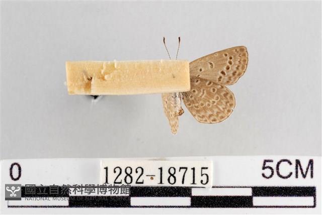 藍灰蝶沖繩亞種藏品圖，第2張