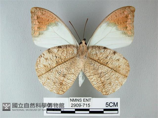 橙端粉蝶、端紅蝶藏品圖，第2張