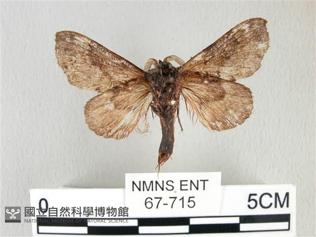 銀肩枯葉蛾藏品圖，第2張