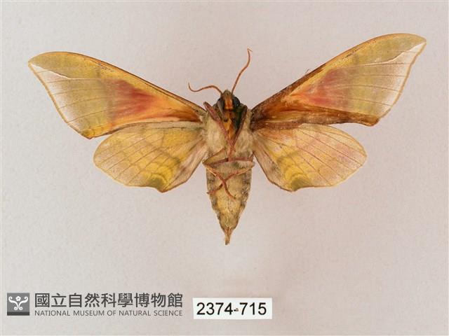 榆綠天蛾藏品圖，第2張