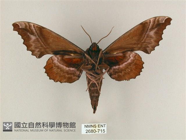 盾天蛾藏品圖，第2張