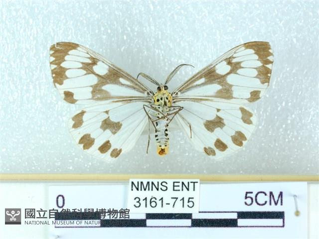 粉蝶燈蛾藏品圖，第2張