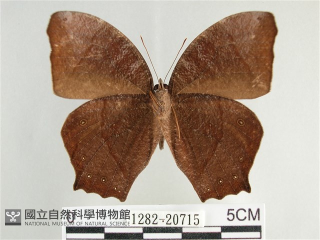 森林暮眼蝶、黑樹蔭蝶藏品圖，第2張