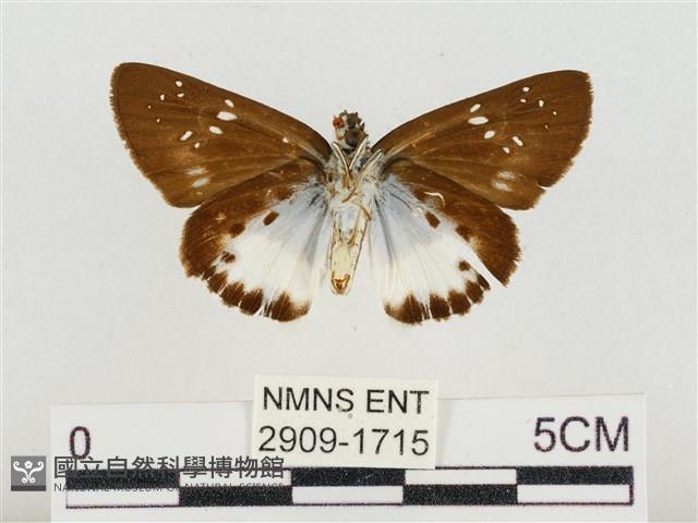 熱帶白裙弄蝶藏品圖，第2張