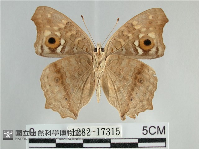 鱗紋眼蛺蝶藏品圖，第2張