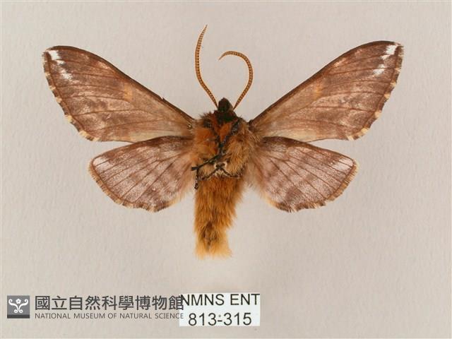 井上氏絨毛天蛾藏品圖，第2張