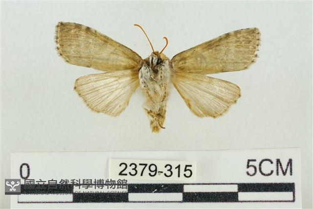 帶波紋蛾藏品圖，第2張