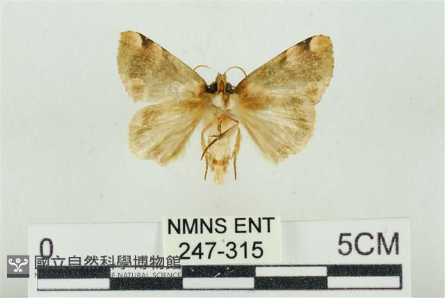 大斑波紋蛾藏品圖，第2張