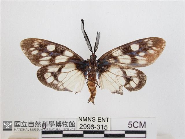 蓬萊茶斑蛾藏品圖，第2張