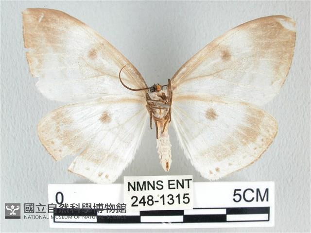 圓翅大鉤蛾藏品圖，第2張