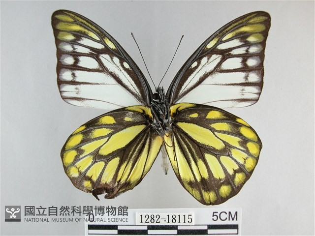 鋸粉蝶藏品圖，第2張