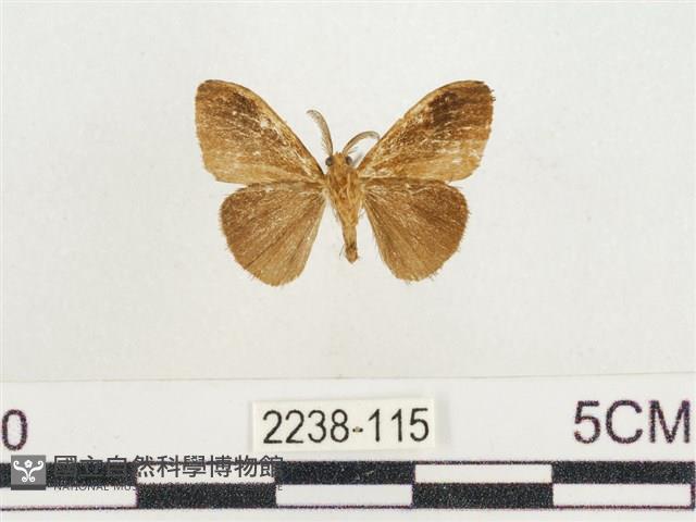 小白紋毒蛾藏品圖，第2張