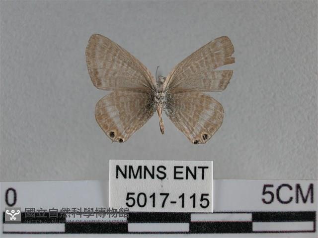 豆波灰蝶藏品圖，第2張