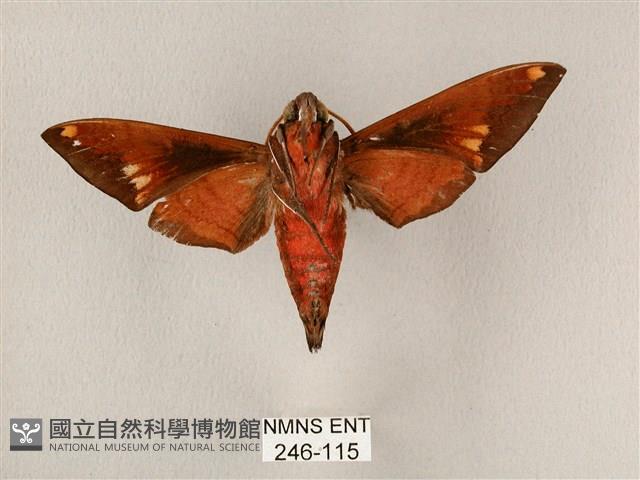 斜帶天蛾藏品圖，第2張