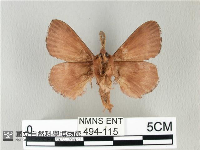 馬尾松枯葉蛾藏品圖，第2張