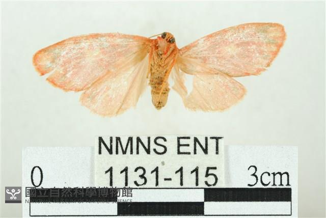 三色豔苔蛾藏品圖，第2張